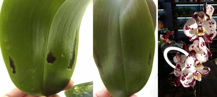 Орхидея Фаленопсис: избавляемся от заболеваний и вредителей