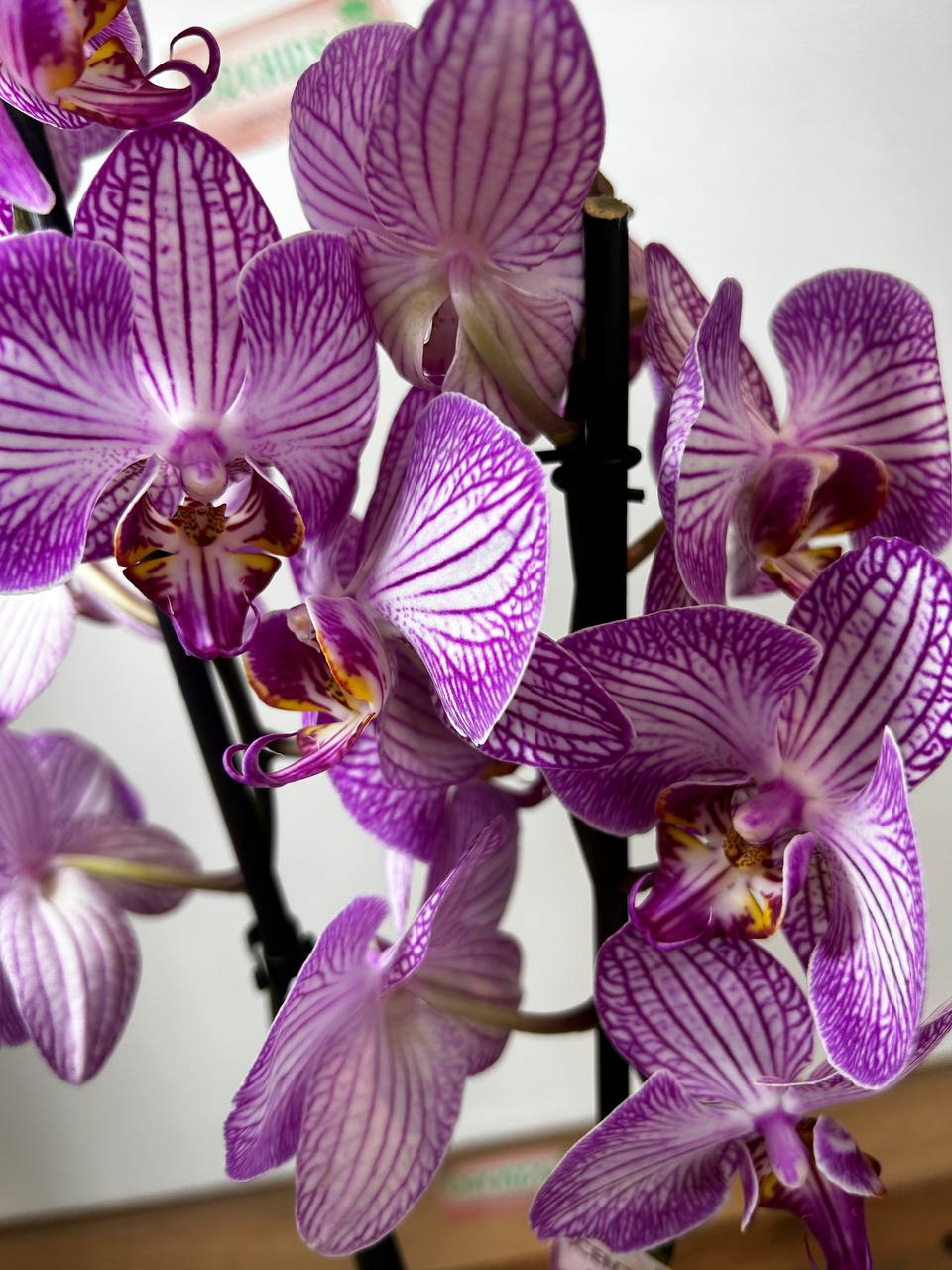 Голландские Орхидеи